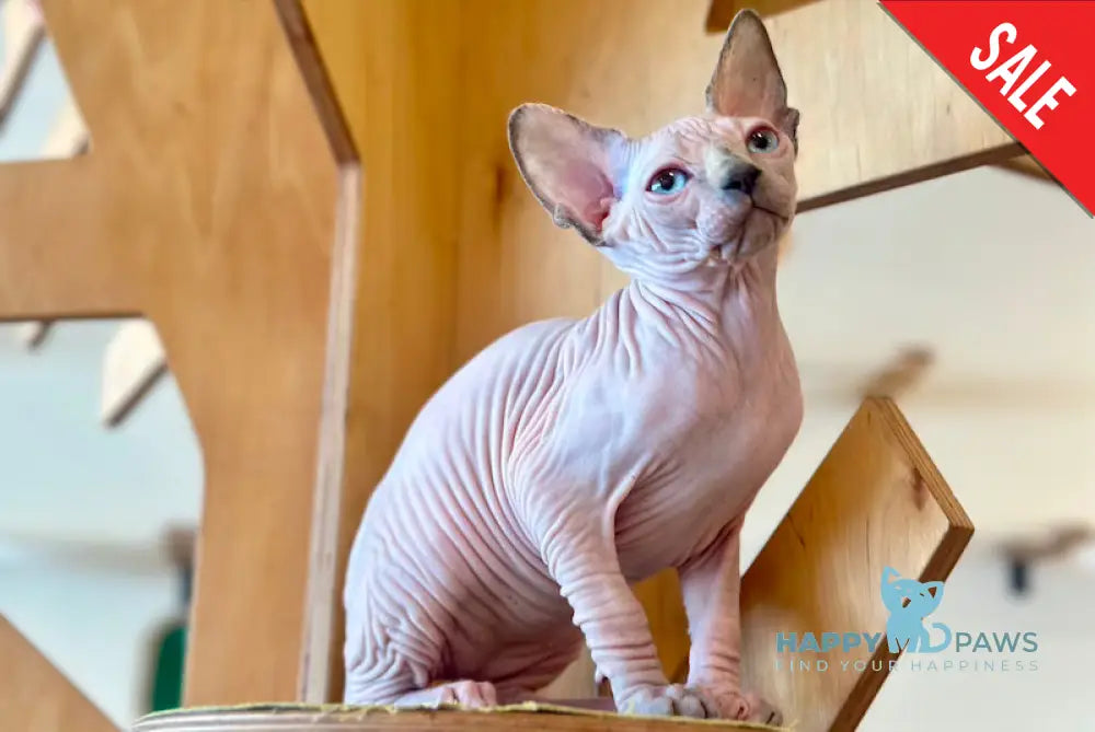 Suri Canadian Sphynx female seal pointed - live animals