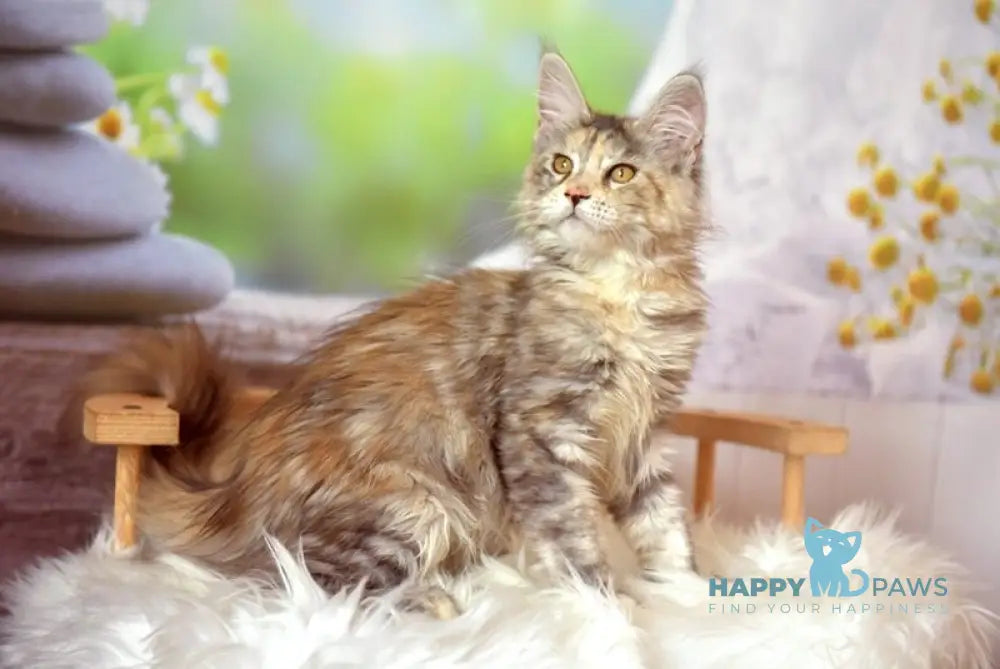 Susan Maine Coon female black tortie silver tabby live animals