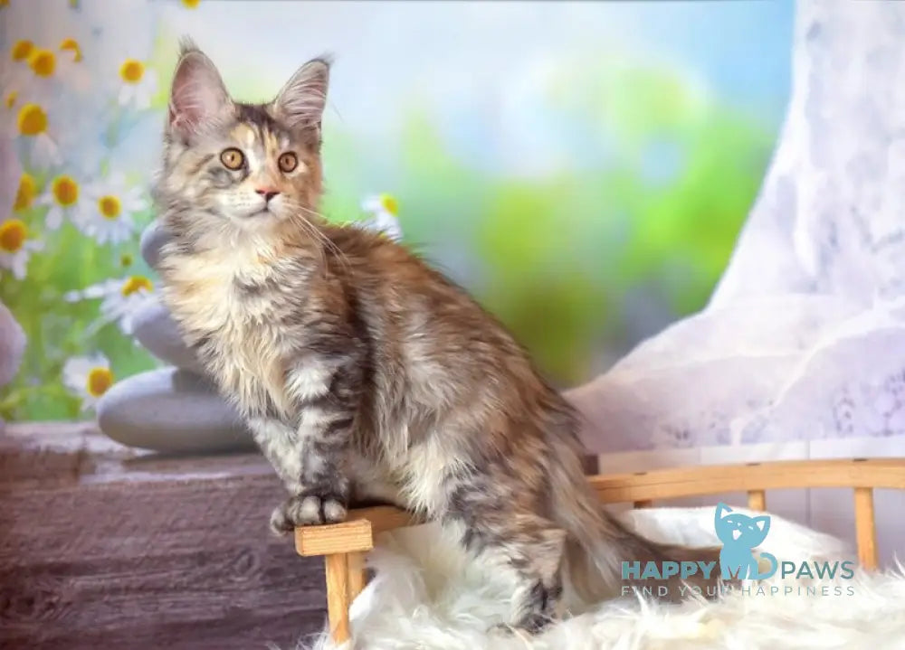 Susan Maine Coon female black tortie silver tabby live animals