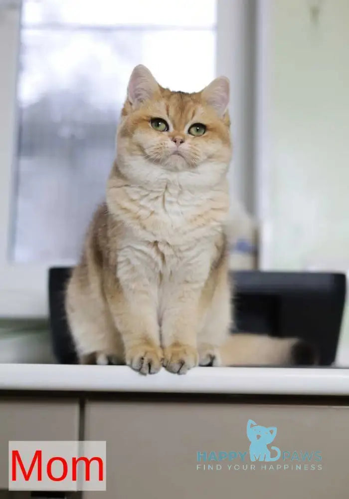 Susanna British Longhair female blue golden chinchilla live animals