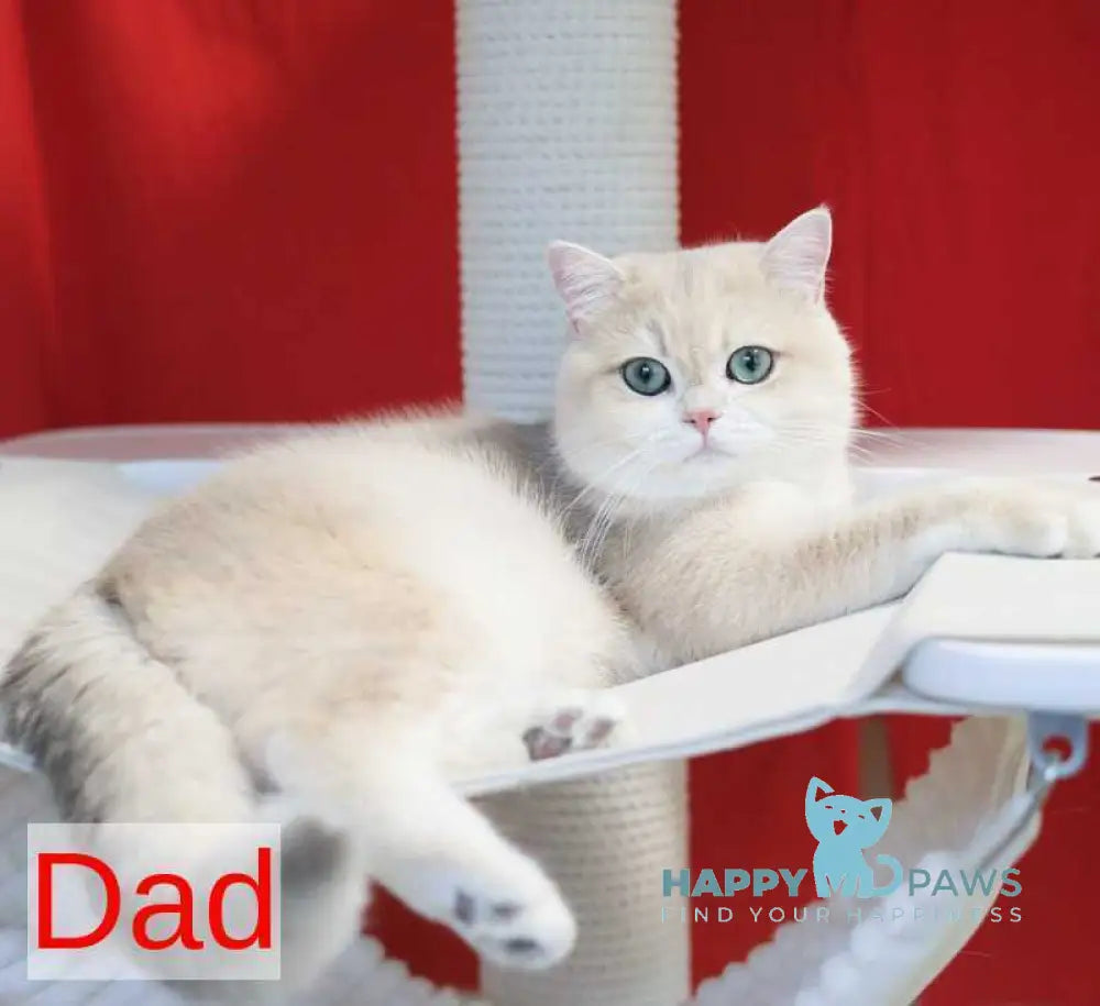 Susanna British Longhair female blue golden chinchilla live animals