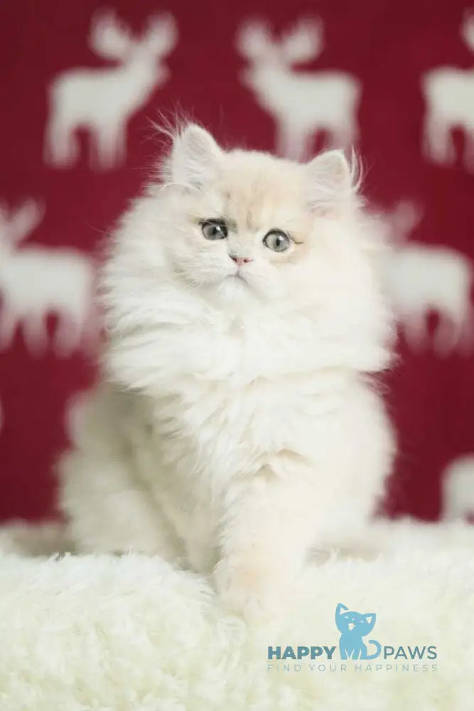 Susanna British Longhair female blue golden chinchilla live animals