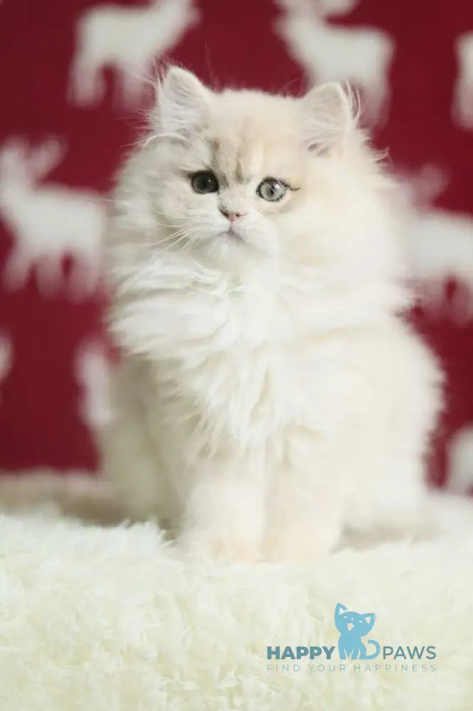 Susanna British Longhair female blue golden chinchilla live animals