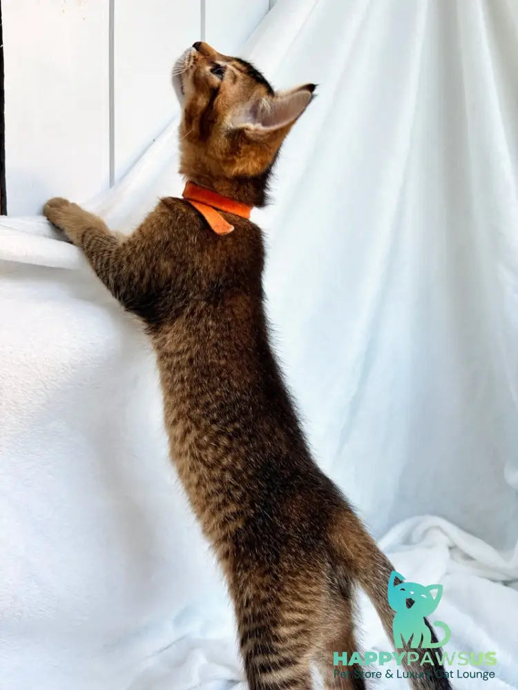 Susie Abyssinian female ruddy - live animals