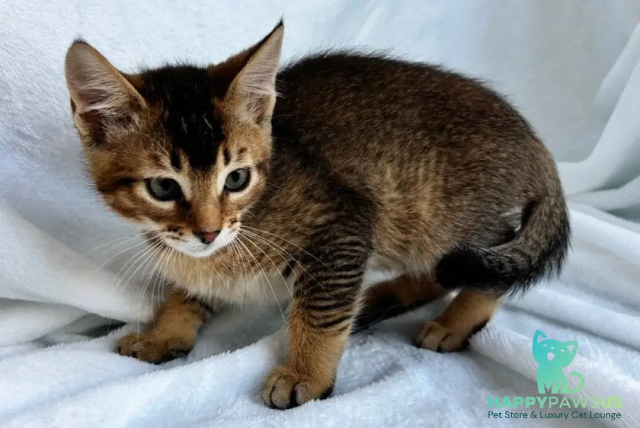 Susie Abyssinian female ruddy - live animals