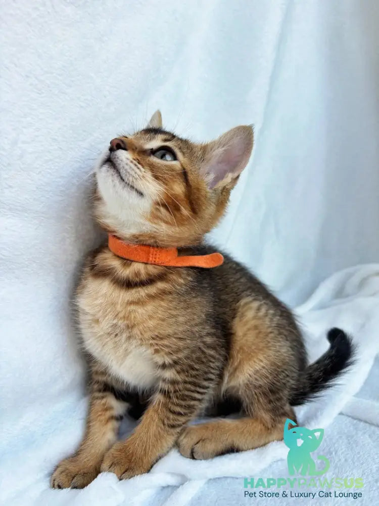 Susie Abyssinian female ruddy - live animals