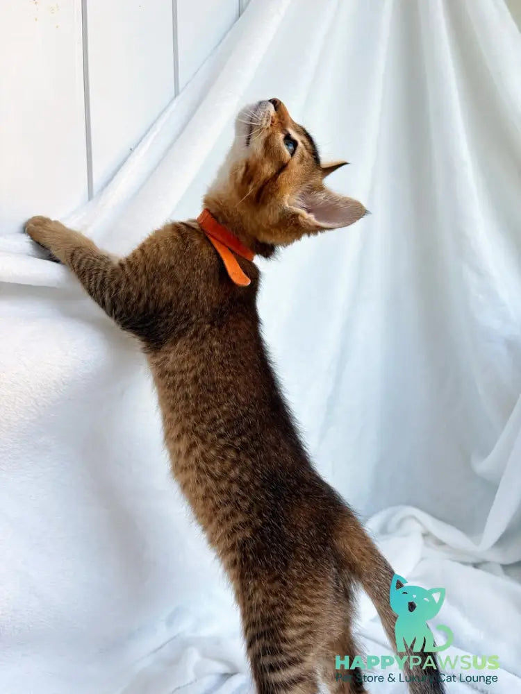 Susie Abyssinian female ruddy - live animals