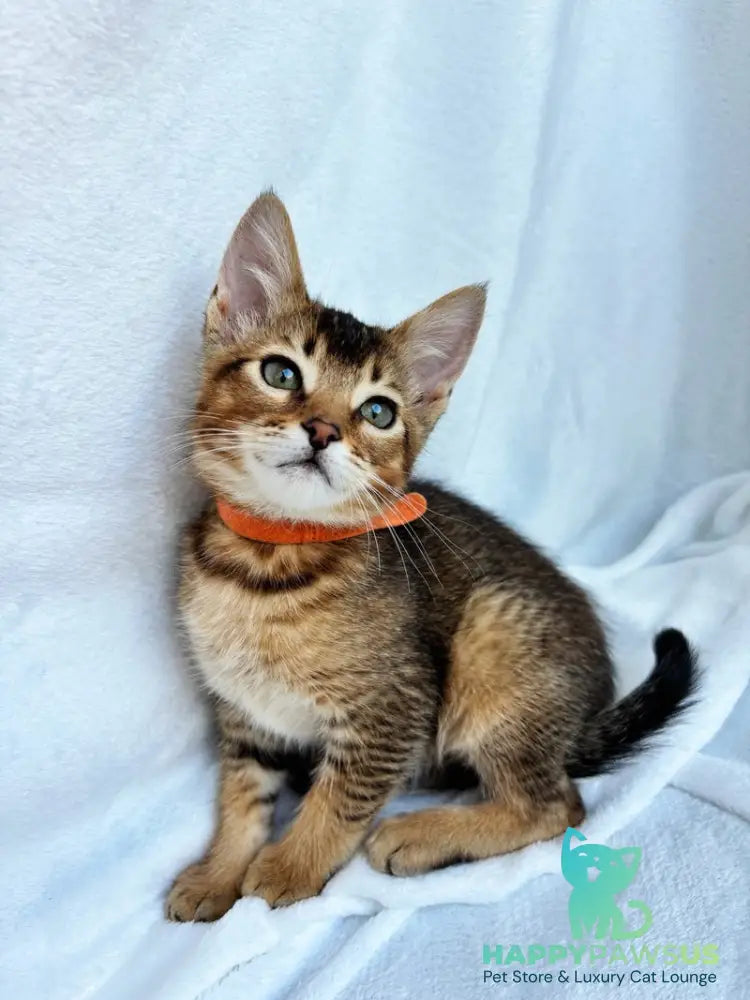 Susie Abyssinian female ruddy - live animals