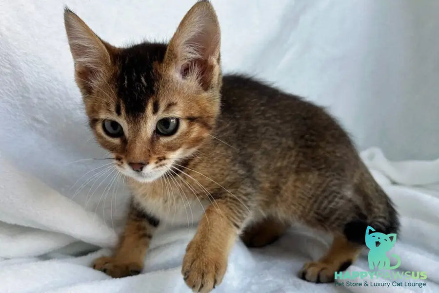 Susie Abyssinian female ruddy - live animals