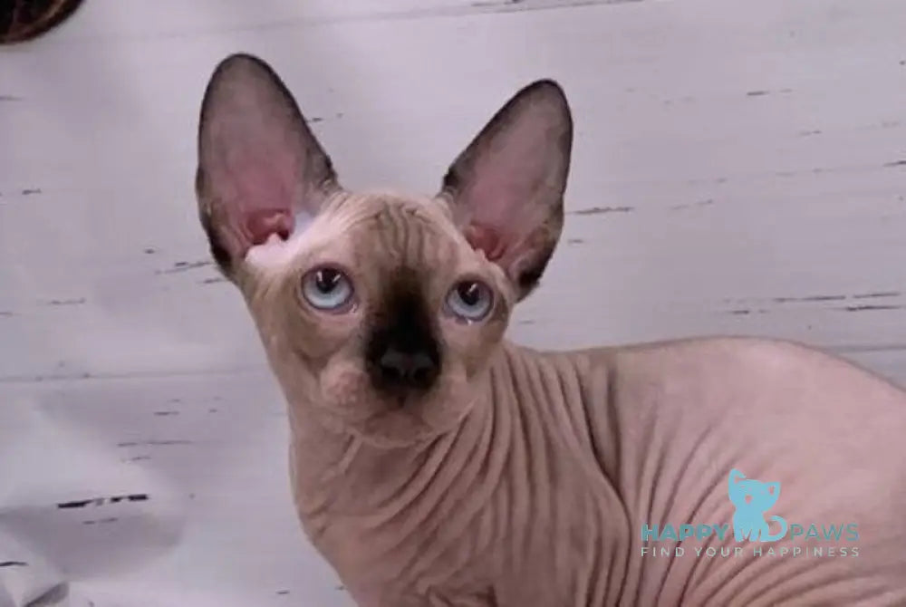 Suzanna Bambino female black pointed live animals