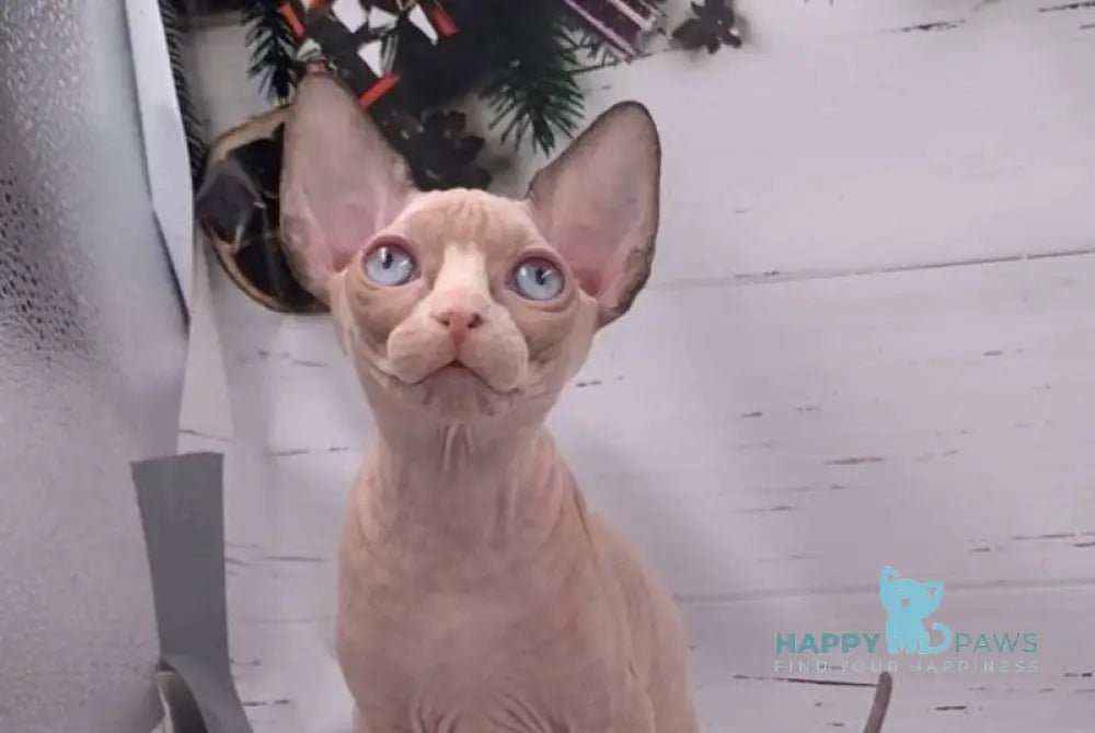 Suzanna Canadian Sphynx female black bicolour pointed live animals