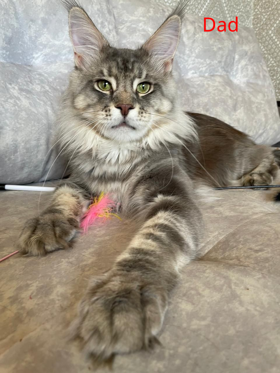 Gina Maine Coon female, black tortie silver with white tabby