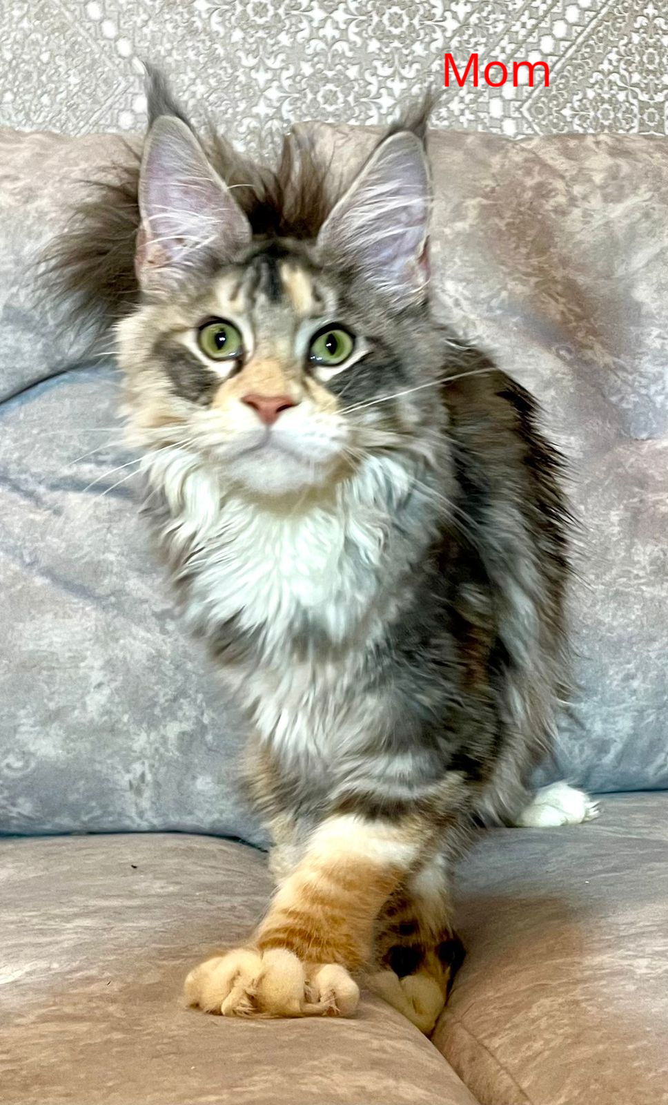 Gina Maine Coon female, black tortie silver with white tabby