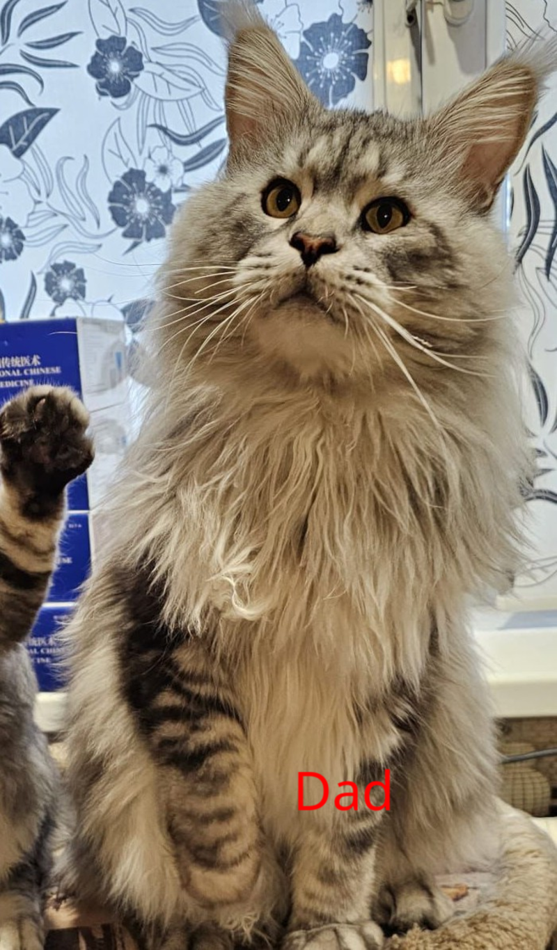 Kasper Maine Coon male, blue tabby
