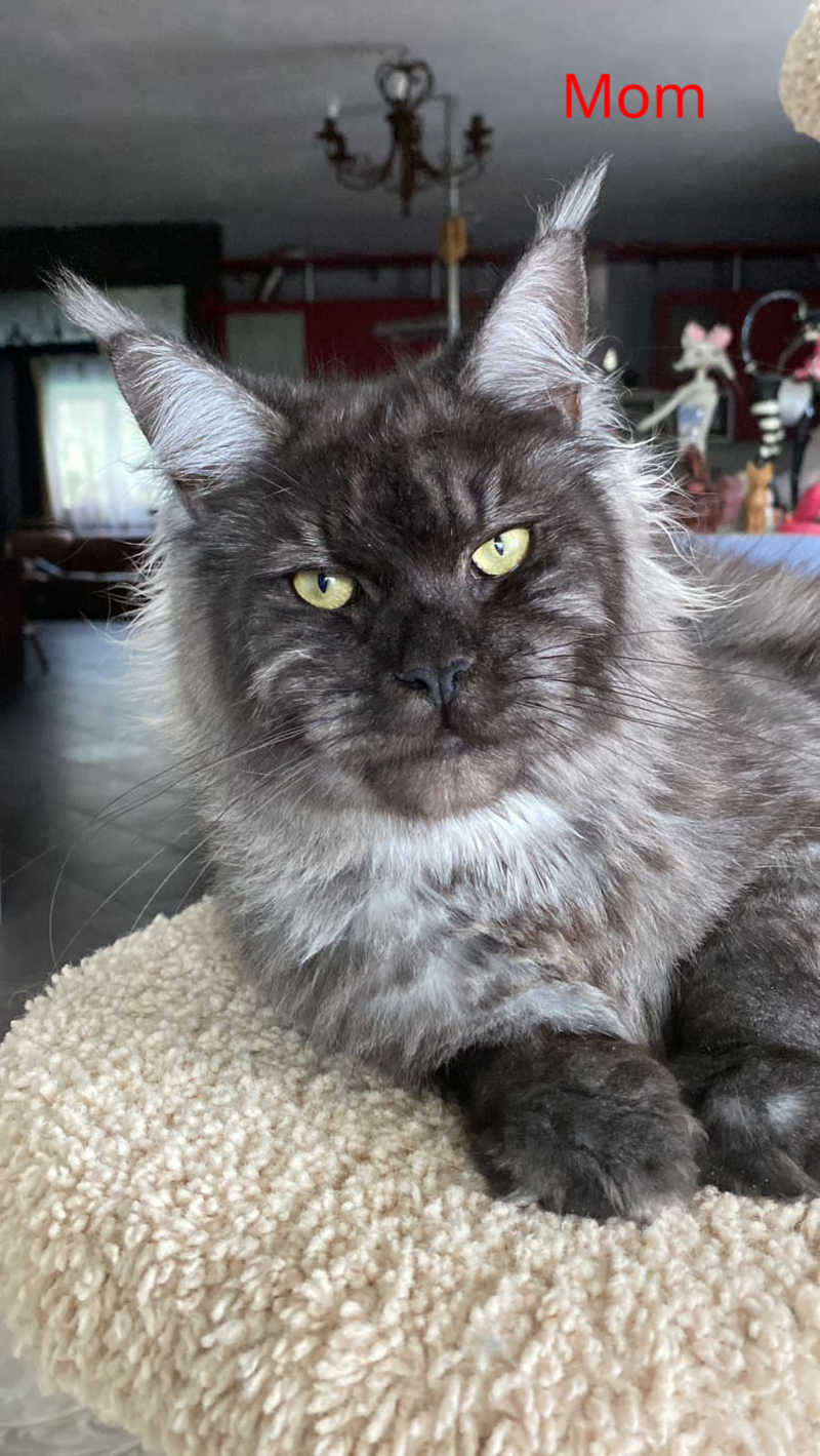 Kasper Maine Coon male, blue tabby