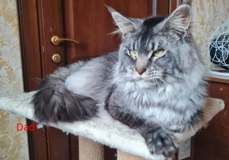 Shakira Maine Coon female, black silver
