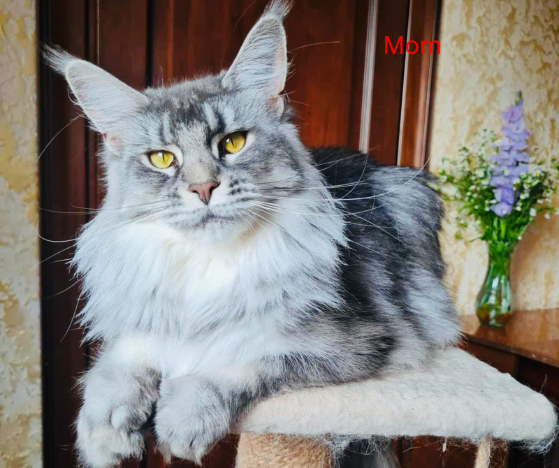 Shakira Maine Coon female, black silver