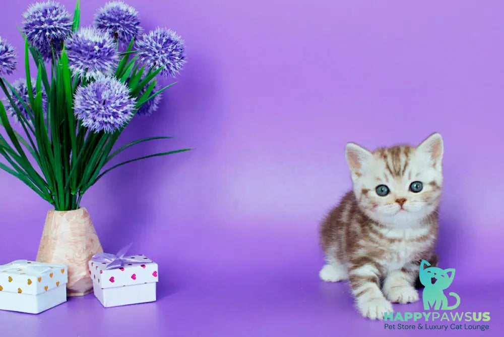 Sweet British Shorthair male chocolate silver tabby - live animals