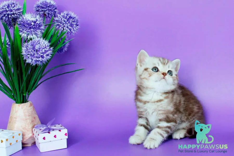 Sweet British Shorthair male chocolate silver tabby - live animals