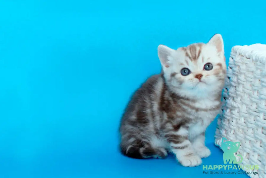 Sweet British Shorthair male chocolate silver tabby - live animals