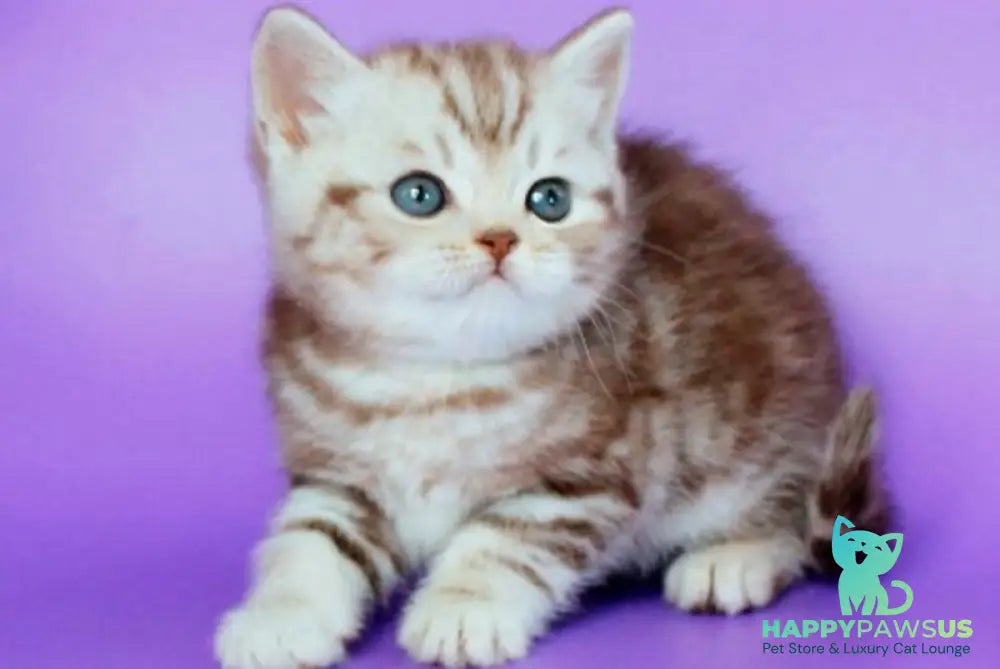 Sweet British Shorthair male chocolate silver tabby - live animals