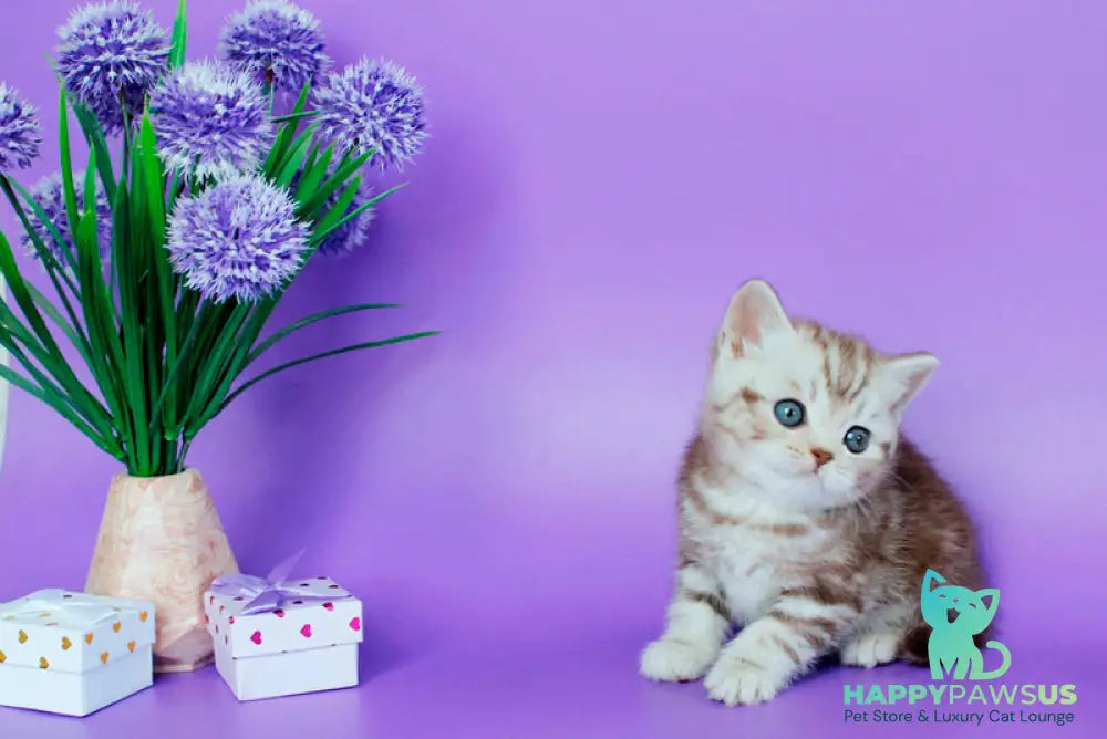 Sweet British Shorthair male chocolate silver tabby - live animals