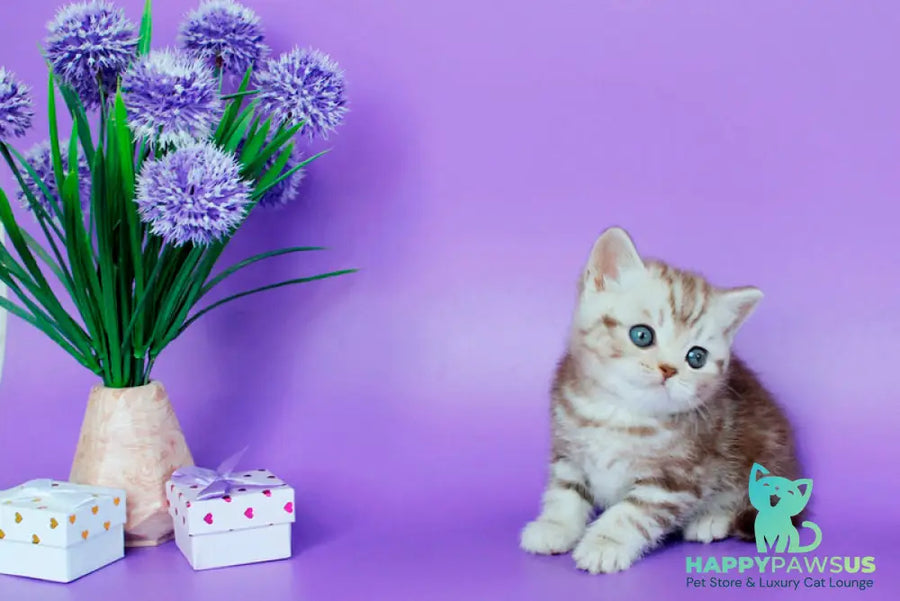 Sweet British Shorthair male chocolate silver tabby - live animals