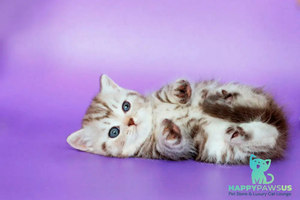 Sweet British Shorthair male chocolate silver tabby - live animals