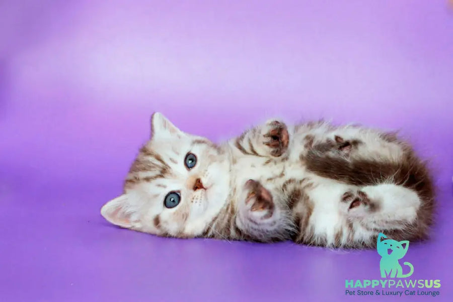 Sweet British Shorthair male chocolate silver tabby - live animals