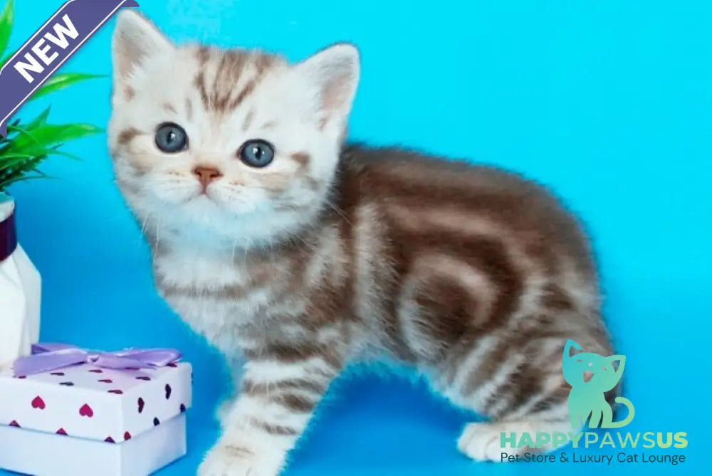 Sweet British Shorthair male chocolate silver tabby - live animals