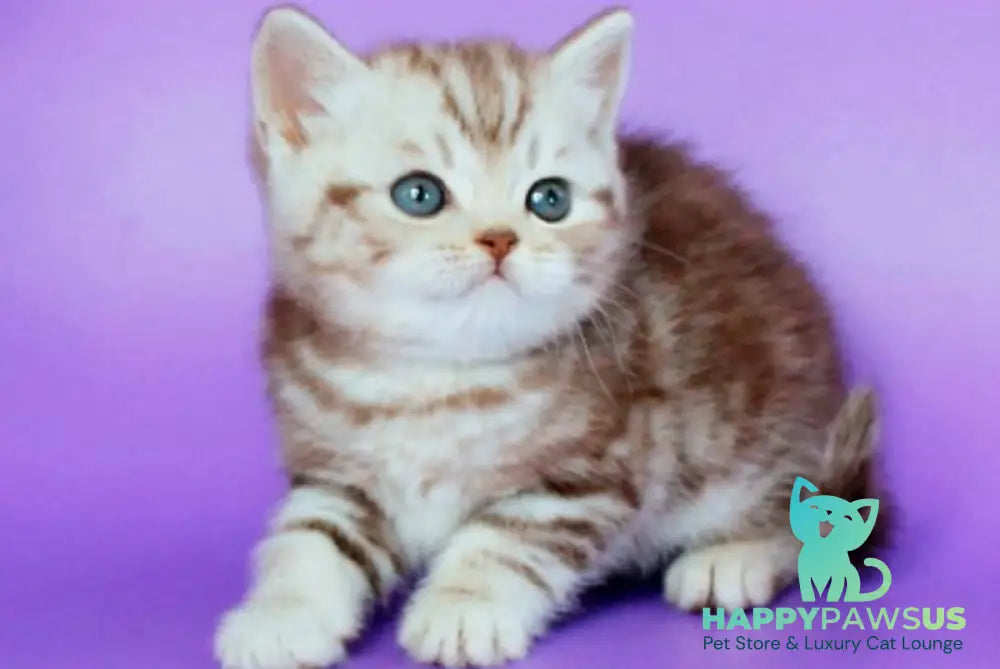 Sweet British Shorthair male chocolate silver tabby - live animals
