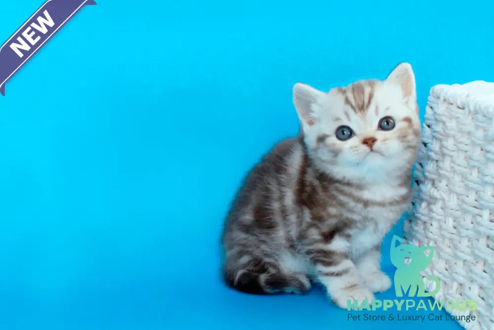 Sweet British Shorthair male chocolate silver tabby - live animals