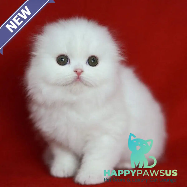 Sweety Scottish Fold female white - live animals