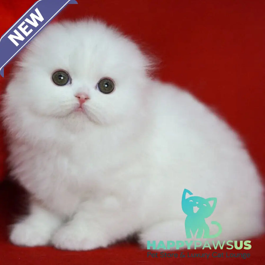 Sweety Scottish Fold female white - live animals