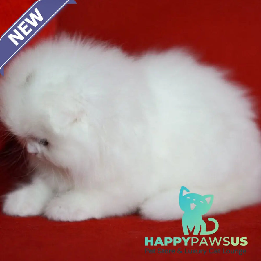 Sweety Scottish Fold female white - live animals