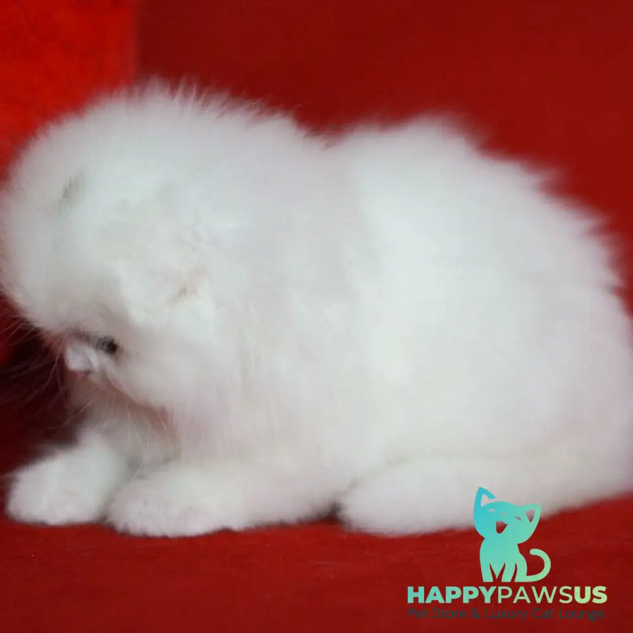 Sweety Scottish Fold female white - live animals