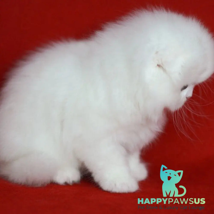 Sweety Scottish Fold female white - live animals