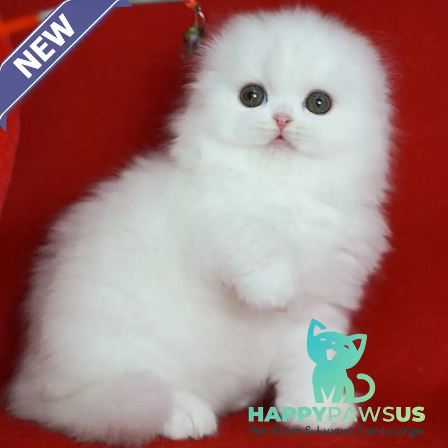 Sweety Scottish Fold female white - live animals