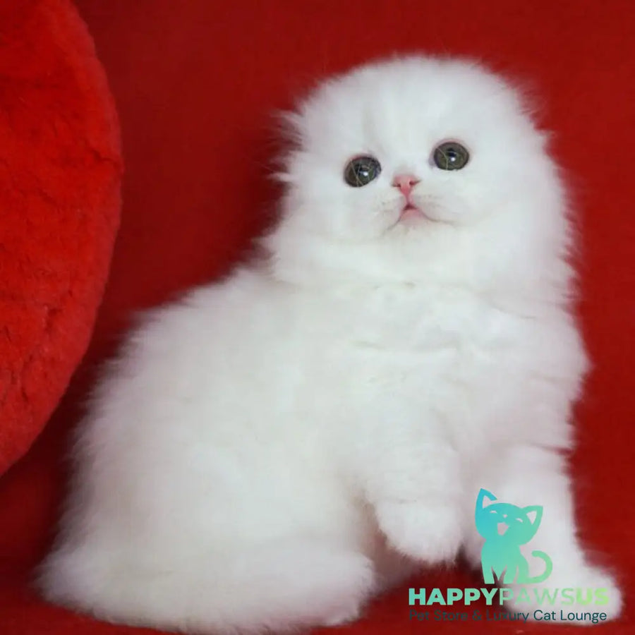 Sweety Scottish Fold female white - live animals