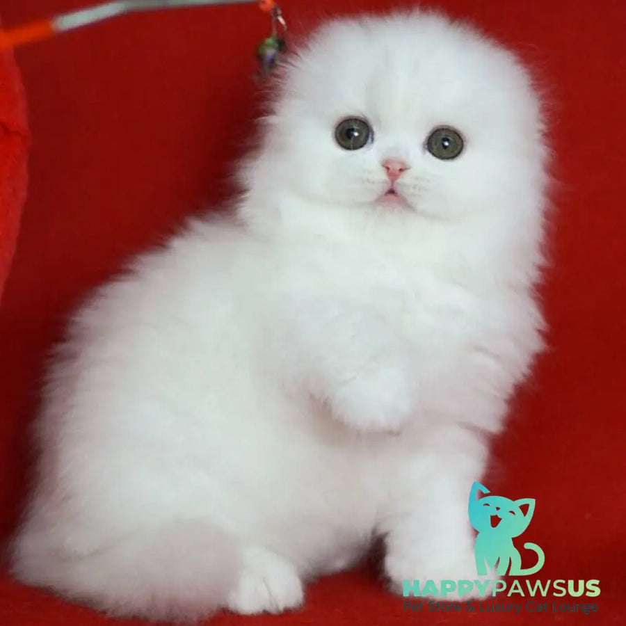 Sweety Scottish Fold female white - live animals