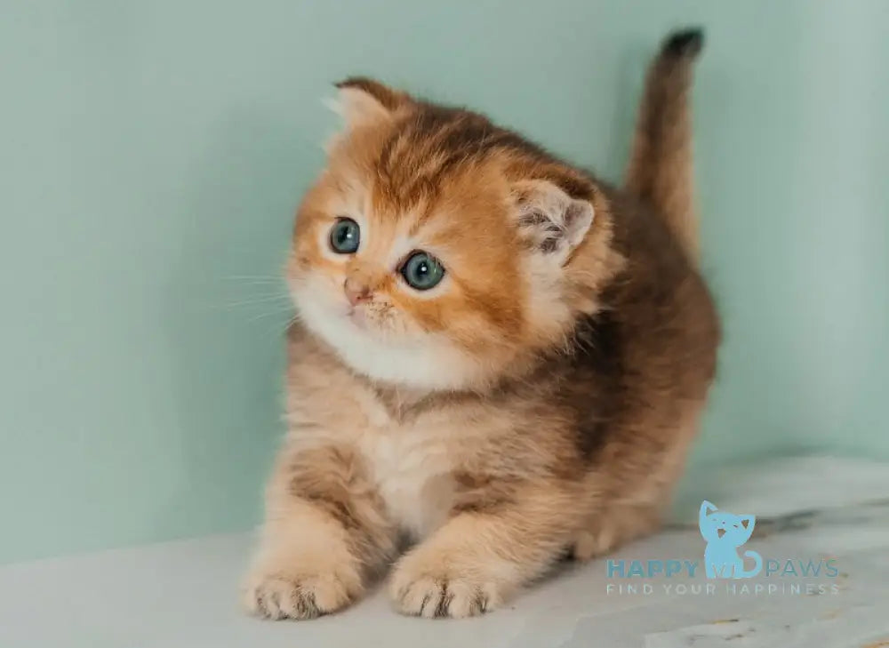 Sylvie Scottish Straight female black golden ticked tabby live animals