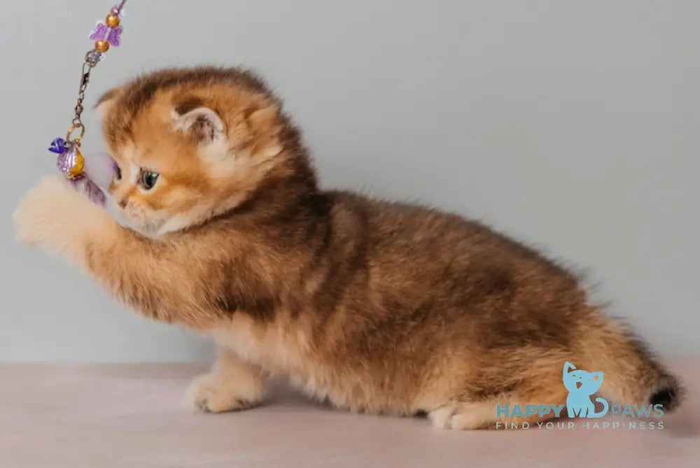 Sylvie Scottish Straight female black golden ticked tabby live animals