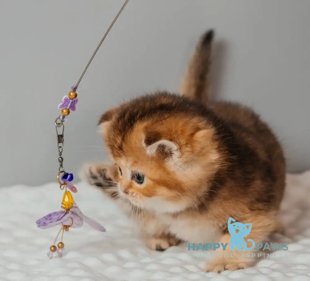 Sylvie Scottish Straight female black golden ticked tabby live animals