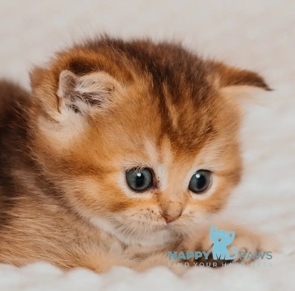 Sylvie Scottish Straight female black golden ticked tabby live animals
