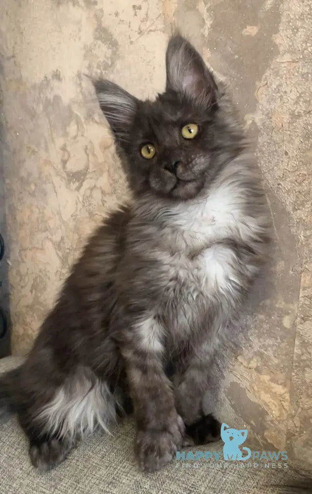 Symphony Maine Coon polydactyl female black smoke live animals
