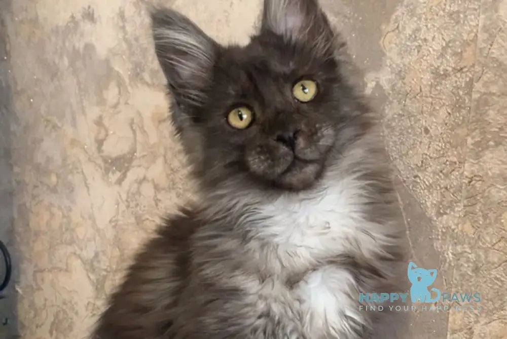 Symphony Maine Coon polydactyl female black smoke live animals
