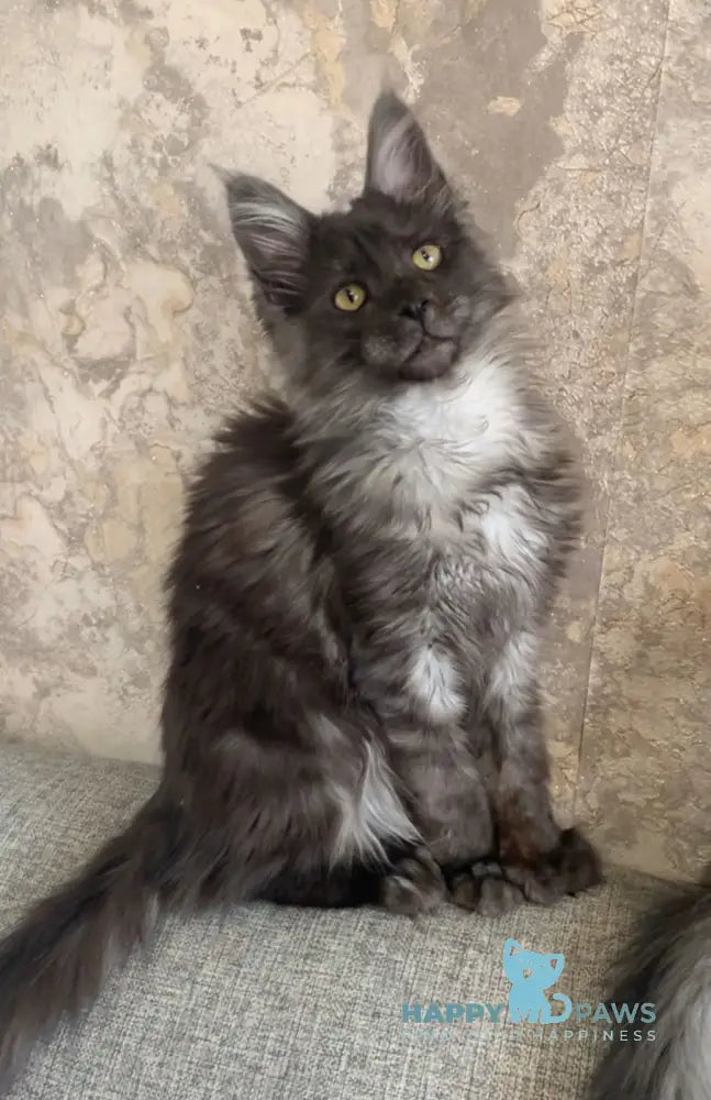 Symphony Maine Coon polydactyl female black smoke live animals