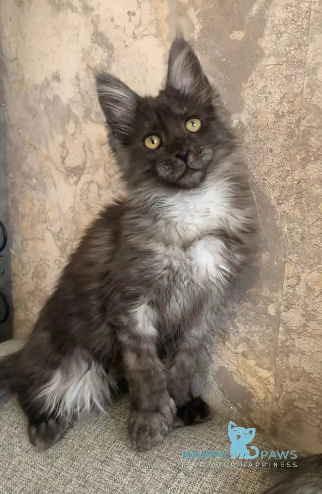 Symphony Maine Coon polydactyl female black smoke live animals