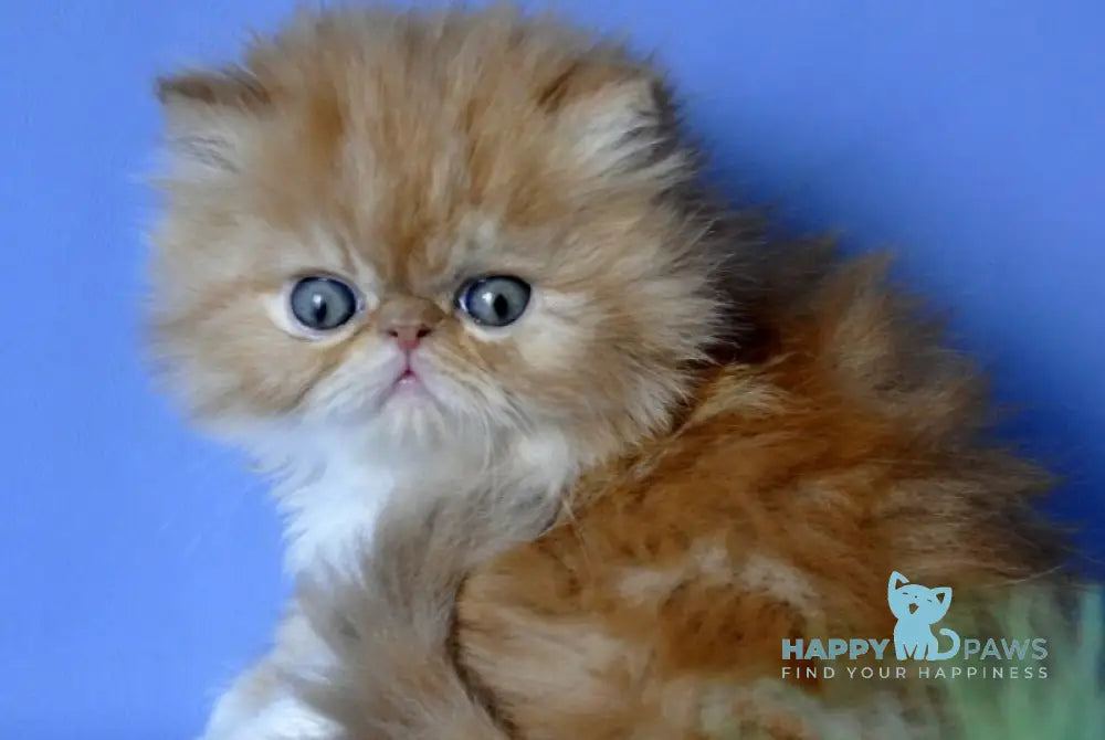 Synny Boy Persian male red tabby with white live animals