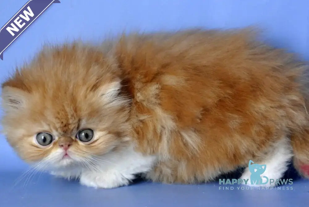 Synny Boy Persian male red tabby with white live animals